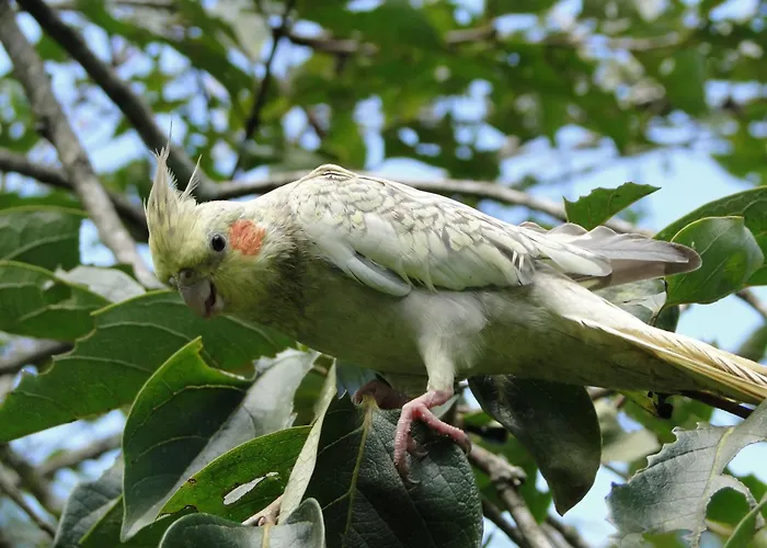 Pousada Romântica Serra da Mata Penedo 